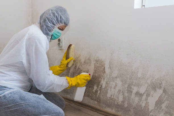 Best Emergency Mold Remediation  in South Barre, VT