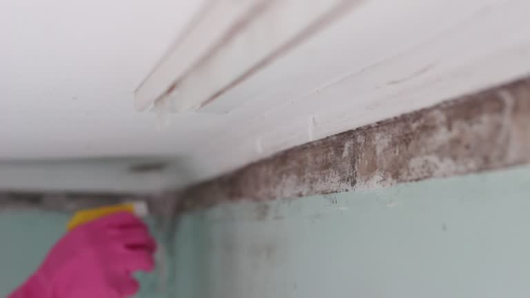 Mold Documentation for Insurance Claims in South Barre, VT